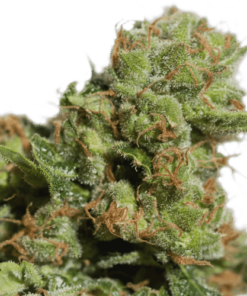 Bruce Lemon Diesel Auto SuperSativaSeedClub