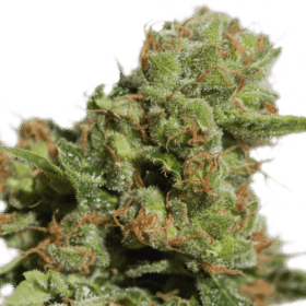Bruce Lemon Diesel Auto SuperSativaSeedClub
