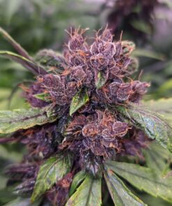 Forbidden Cherry Auto Dutch Passion Seeds