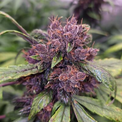 Forbidden Cherry Auto Dutch Passion Seeds