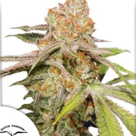MAC #1 Auto Dutch Passion Seeds