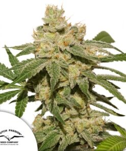 Oh My Gusher Auto Dutch Passion Seeds