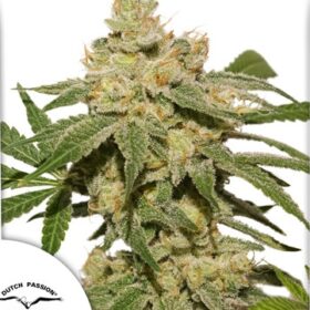Oh My Gusher Auto Dutch Passion Seeds
