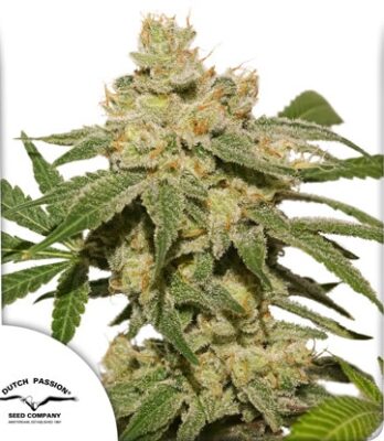 Oh My Gusher Auto Dutch Passion Seeds