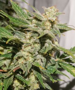 SFV OG Auto Dutch Passion Seeds