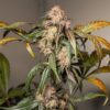 Trichome & Cream Auto