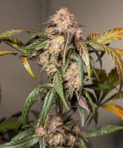 Trichome & Cream Auto