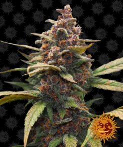 Ayahuasca Purple Barneys Farm Seeds