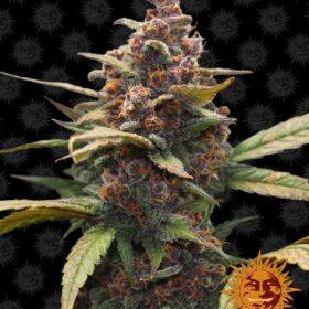 Ayahuasca Purple Barneys Farm Seeds