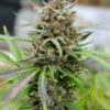 Baby Boom Auto Kannabia Seeds