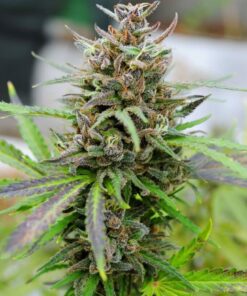 Baby Boom Auto Kannabia Seeds