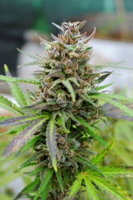 Baby Boom Auto Kannabia Seeds