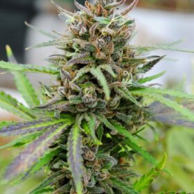 Baby Boom Auto Kannabia Seeds