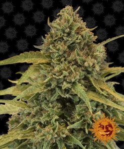 Bad Azz Kush Barneys Farm Seeds