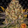 Banana Punch Barneys Farm Seeds