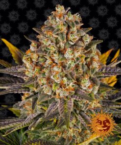 Banana Punch Barneys Farm Seeds