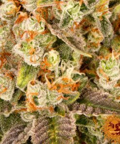 Banana Punch — изображение 4