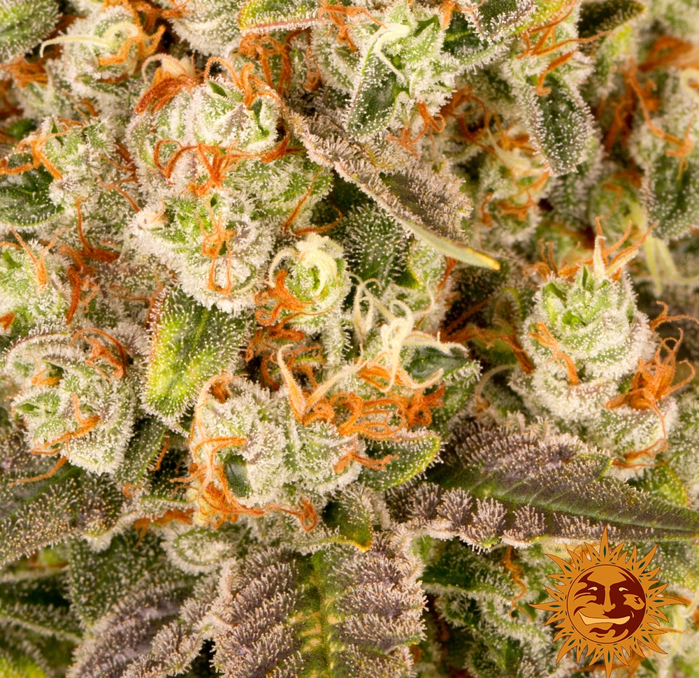 Banana Punch — изображение 4