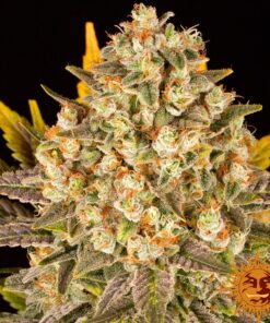 Banana Punch — изображение 5