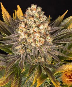 Banana Punch — изображение 8