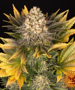 Banana Punch — изображение 9
