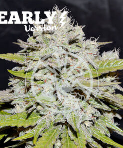 Bay Burger Early Version Delicious Seeds