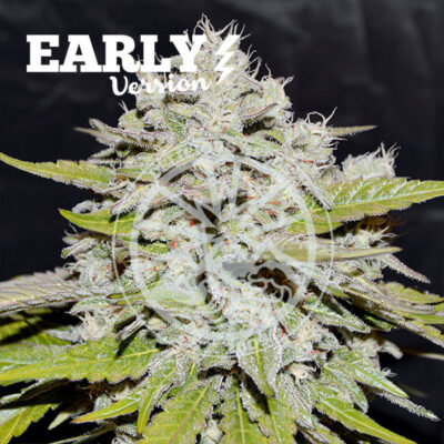 Bay Burger Early Version Delicious Seeds