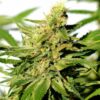 BCN Diesel Cbd Kannabia Seeds