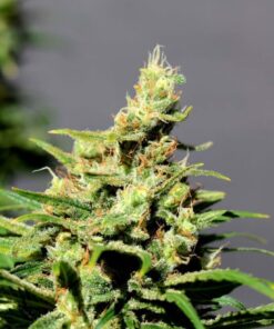 BCN Diesel CBD — изображение 2