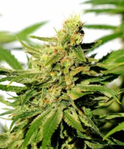 BCN Diesel Cbd Kannabia Seeds