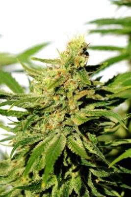 BCN Diesel Cbd Kannabia Seeds