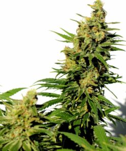 BCN Diesel CBD — изображение 3