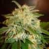 La Bella Afrodita Auto Delicious Seeds