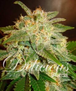 La Bella Afrodita Auto Delicious Seeds