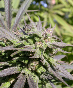 Biddy Early SeriousSeeds