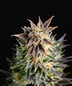 Big Band Kannabia Seeds