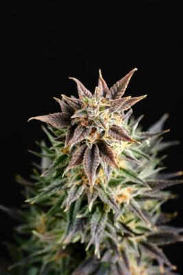 Big Band Kannabia Seeds