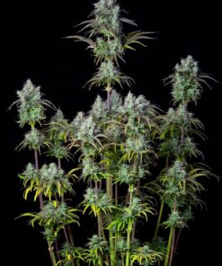 Big Bud Auto — изображение 2