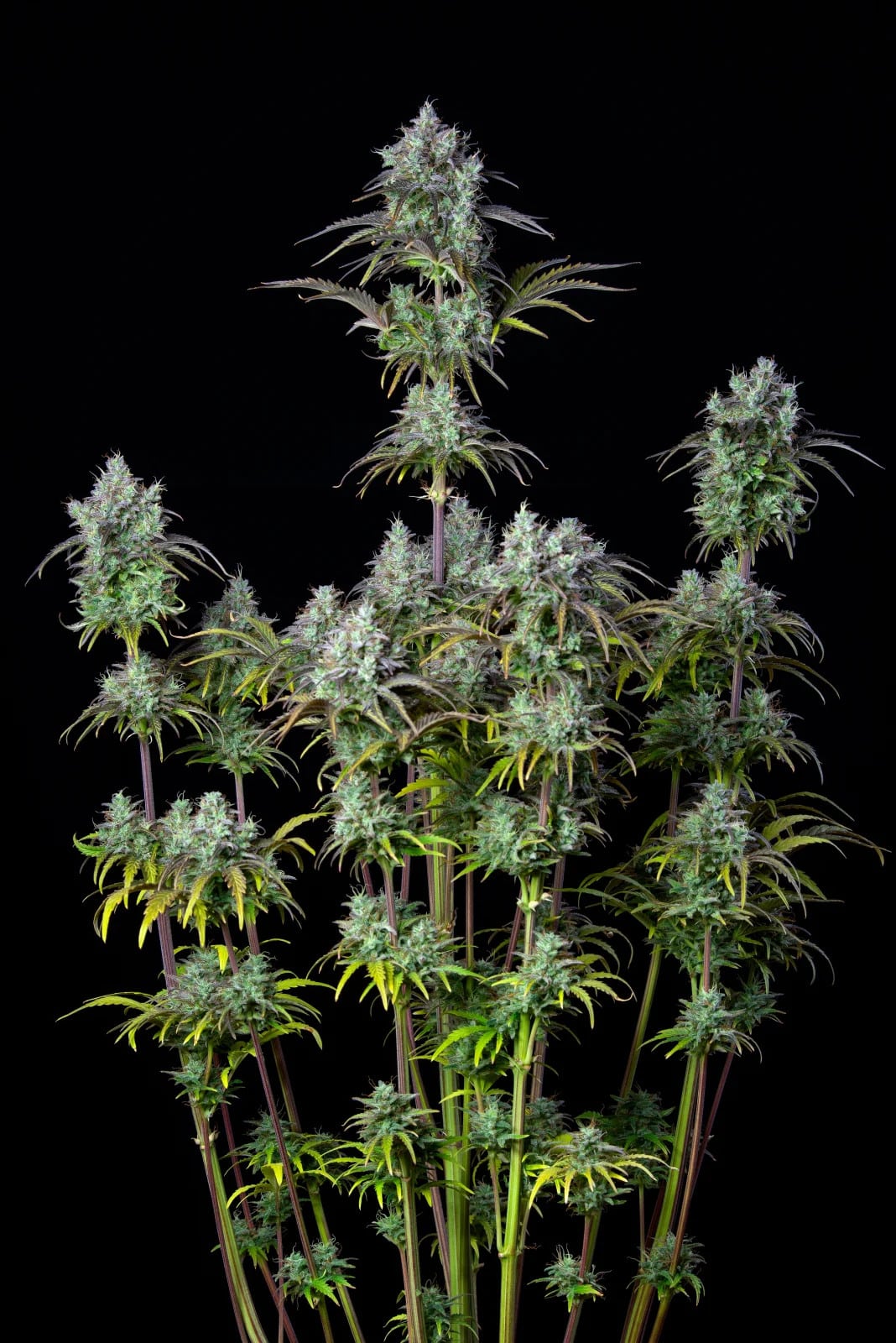 Big Bud Auto — изображение 2