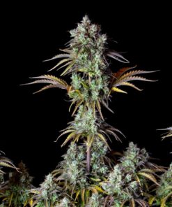 Big Bud Auto — изображение 3