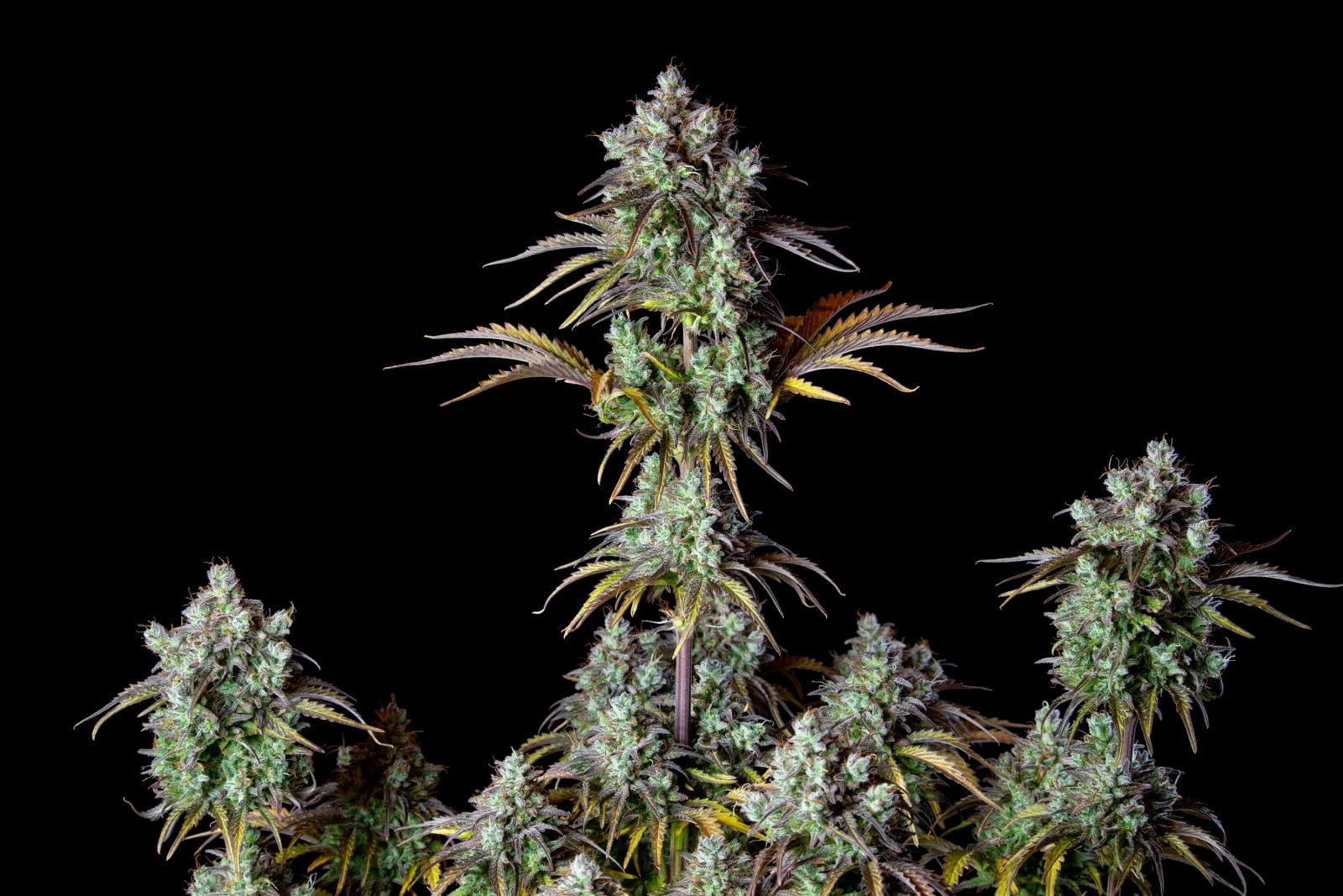 Big Bud Auto — изображение 3