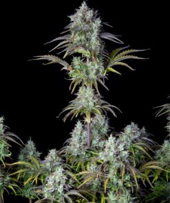 Big Bud Auto — изображение 4