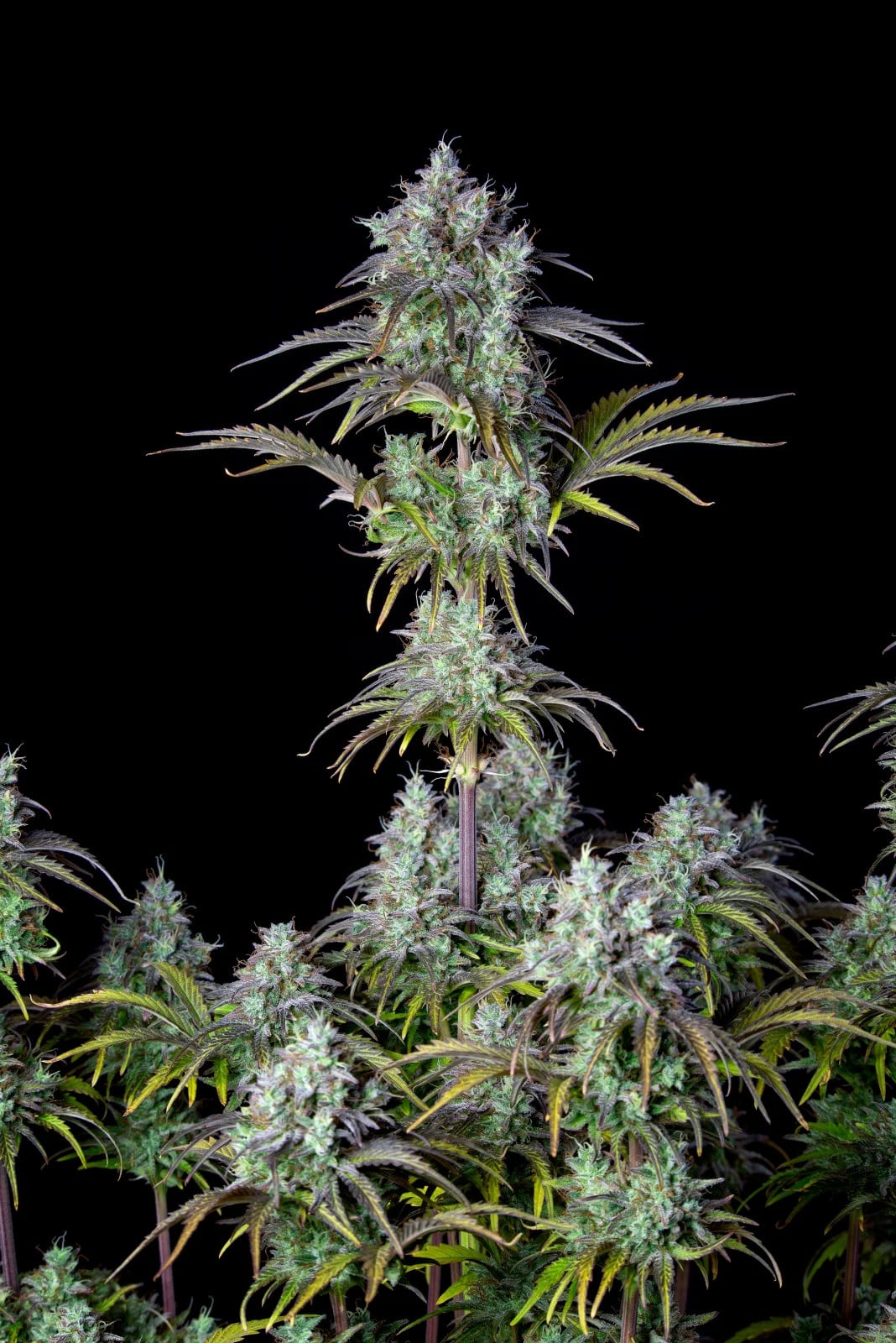 Big Bud Auto — изображение 4
