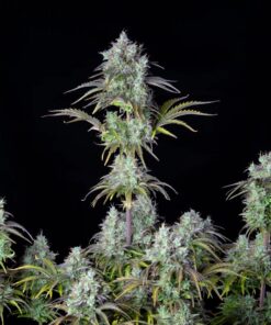 Big Bud Auto — изображение 5
