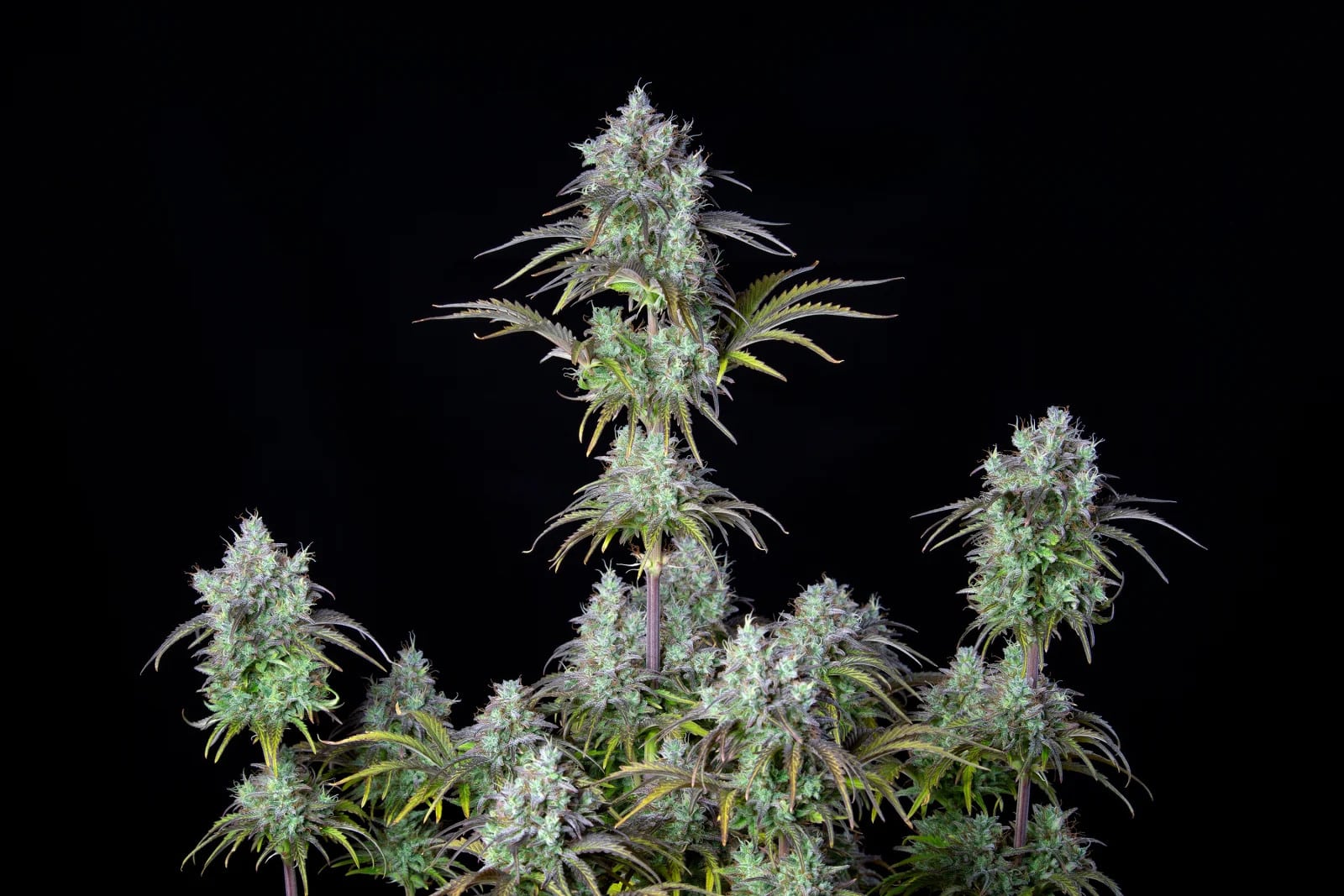 Big Bud Auto — изображение 5