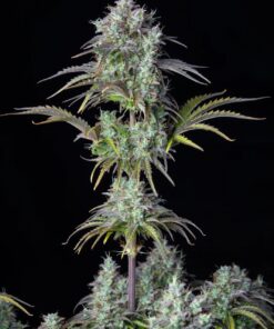 Big Bud Auto — изображение 6