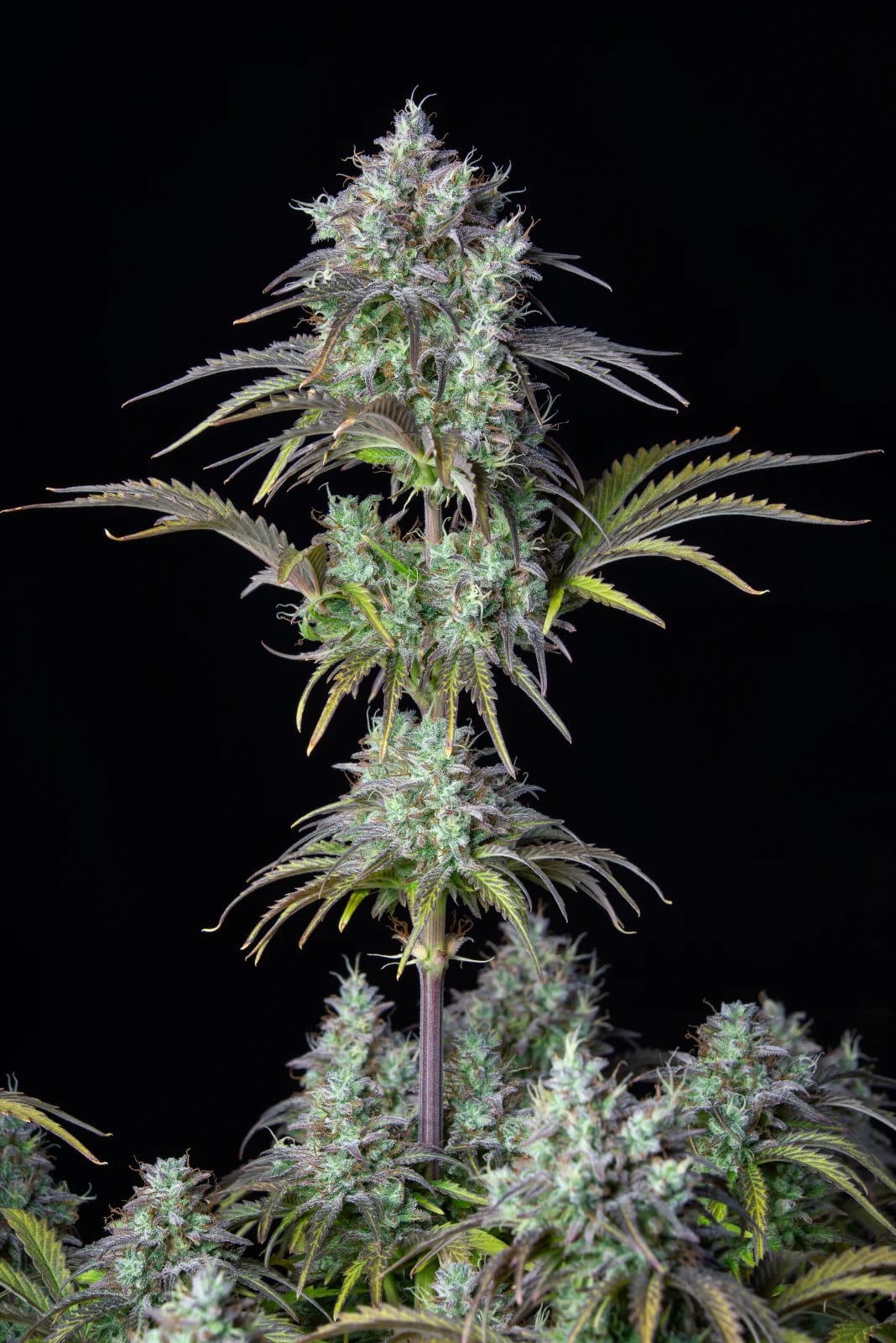 Big Bud Auto — изображение 6