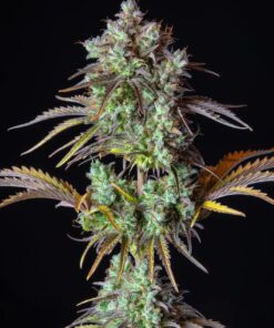 Big Bud Auto — изображение 7