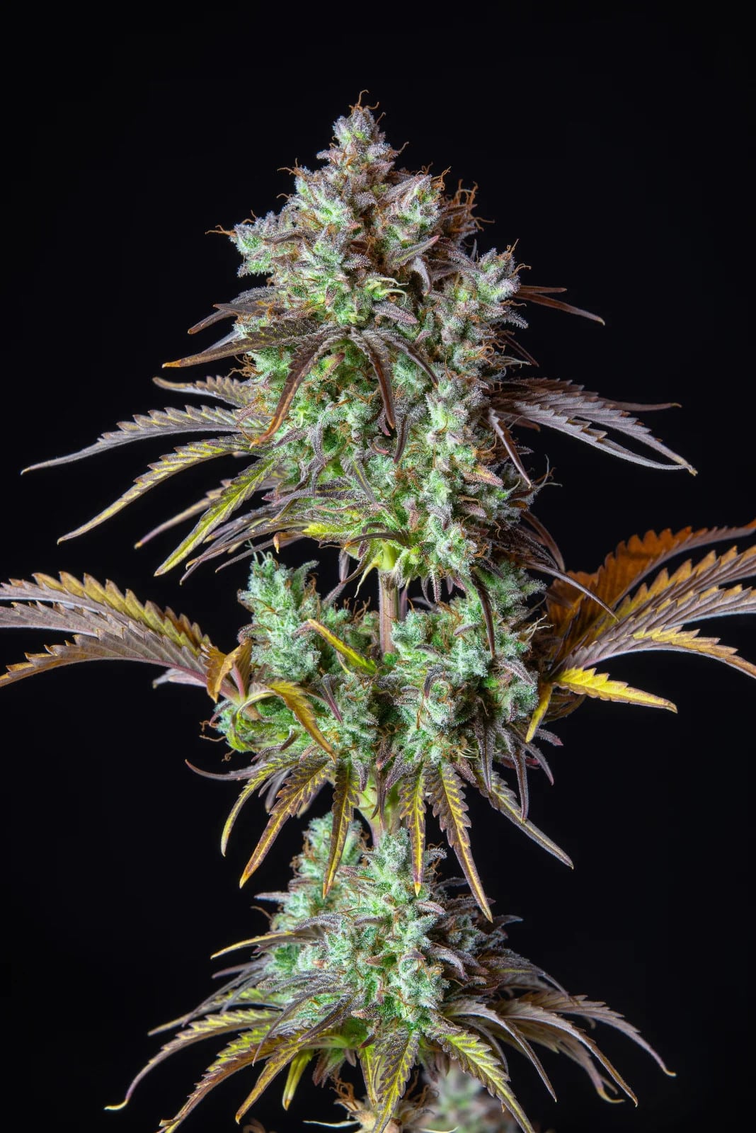 Big Bud Auto — изображение 7