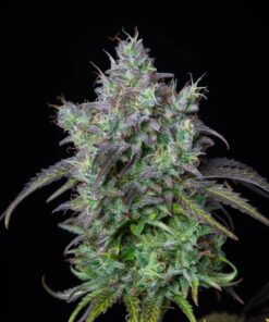Big Bud Auto — изображение 8